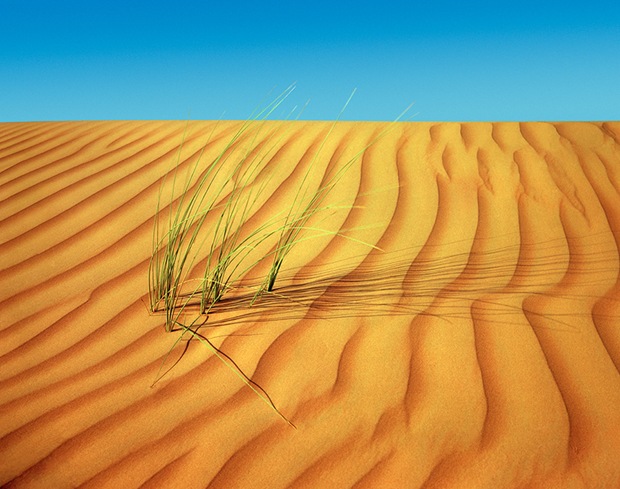Grass-on-desert-sand