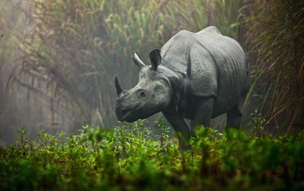 Photography of Rhino in the mist at Kaziranga National Park, India