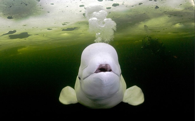[Beluga-Whales-swimming-under-ice[3].jpg]