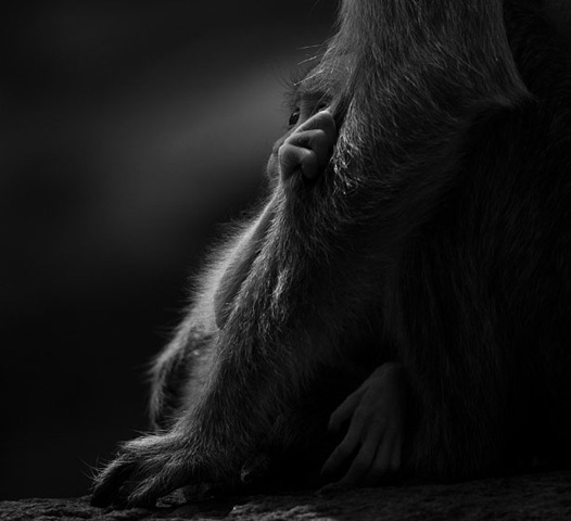 [Baby-Bonnet-Macaque-photography[3].jpg]