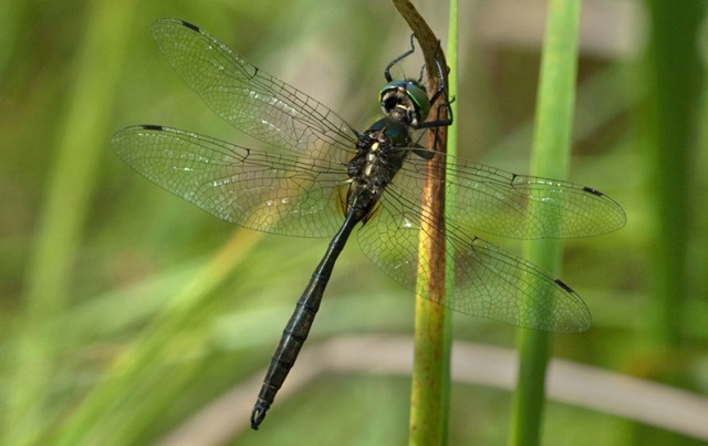 [Hine's-emerald-dragonfly-photography[3].jpg]