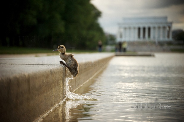 little-bird-on-lake at the The Lincoln Memorial,Washington, DC 20037