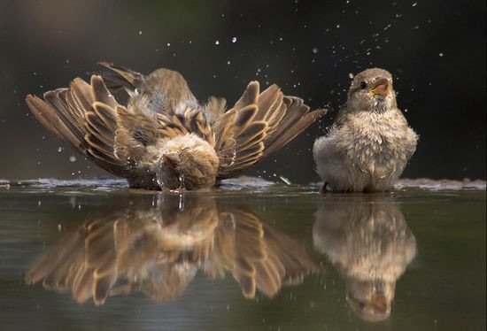 [Wildlife-photography-of-birds4[3].jpg]