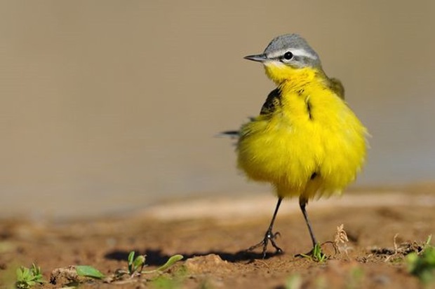 Wildlife-photography-of-birds2