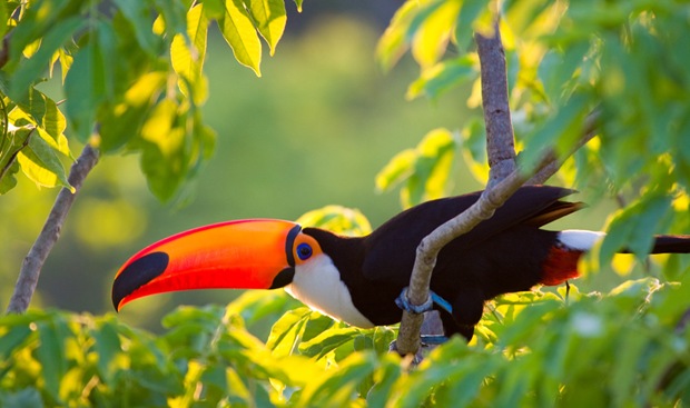 Beautiful-birds-photography of Tucano