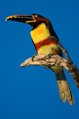 [14-Bird-photography-Aracari[3].jpg]