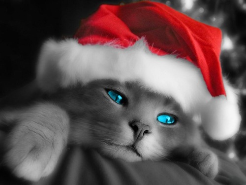 HD- Christmas-desktop-wallpapers-Cat