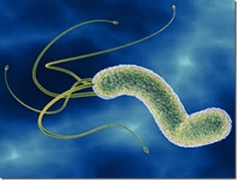 Helicobacter pylori. Tiene forma de espiral y unos flagelos que le dan movilidad, agarre y penetración. A parte de eso transforma la apa protectora de moco del estómago en urea, que neutraliza el ácido del estómago, así se blinda y sobrevive pero al destruir la capa protectora del estómago, causa enfermedades como gastritis y ulceras; y a la larga cáncer.