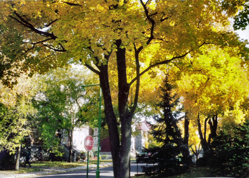 2003 Outremont rue Rockland © gelisa