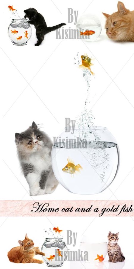 Stock Photo: Home cat and a gold fish