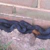 Common black snake (corn snake)
