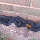 Common black snake (corn snake)