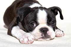 47879385.0410BostonTerrier14