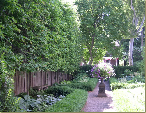 Curb Appeal: The Best Privacy Trees! What to plant if you ...