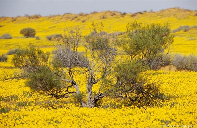 [yellow-wildflowers- national geographic[13].jpg]