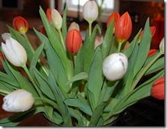 tulips RS2