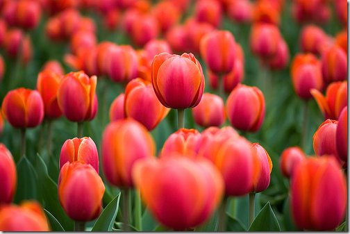 tulips red flickr