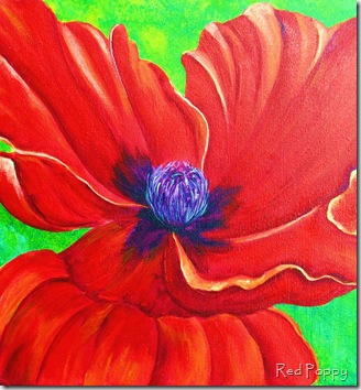 Red Poppy 071