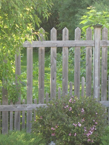 [fence shrub[4].jpg]