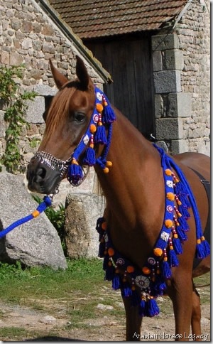 tassels horse arabian horses legacy