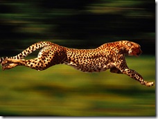 Cheetah uwyo edu