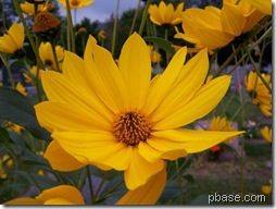 sunshine daisy pbase