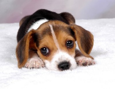 [Puppy beagle[3].jpg]