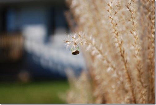 grasses bug 3