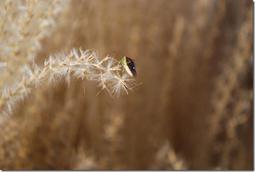 grasses bug 1