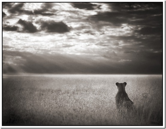 26 Lioness Looking Out Over Plains
