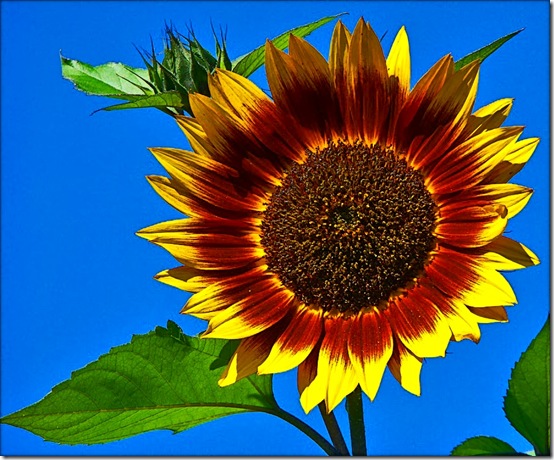 sunflower flickr