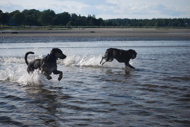 [PR beach low tide dogs running RS[3].jpg]