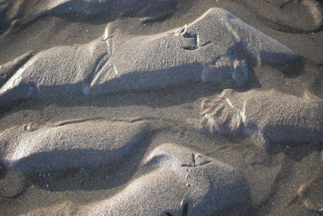 [sand bird footprints[3].jpg]