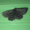 Anthracite moth