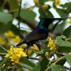 African Black Sunbird