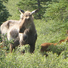 moose and calves