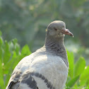 Juvenile Feral Pigeon