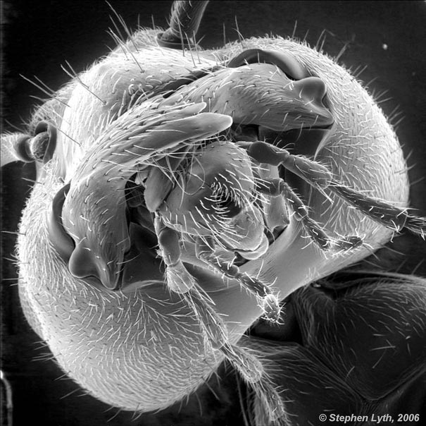  Looking-at-the-World-through-a-Microscope-ant.jpg