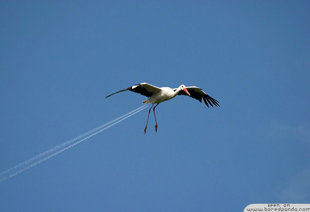 Stork Plane forced perspective