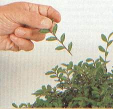 [clip_image003[5].jpg]