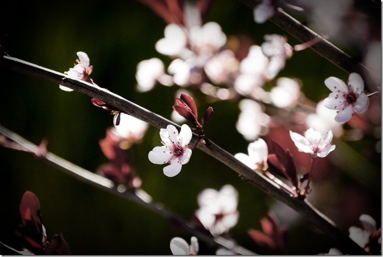 Hedge Blossoms 1 J