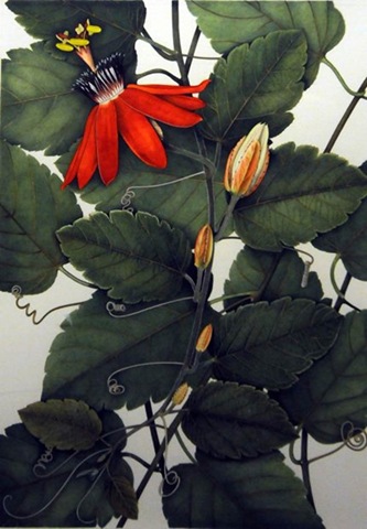 [Passiflora coccinea[7].jpg]