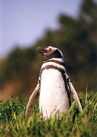 [pinguin6.jpg]