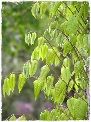 [5 wisteria[4].jpg]