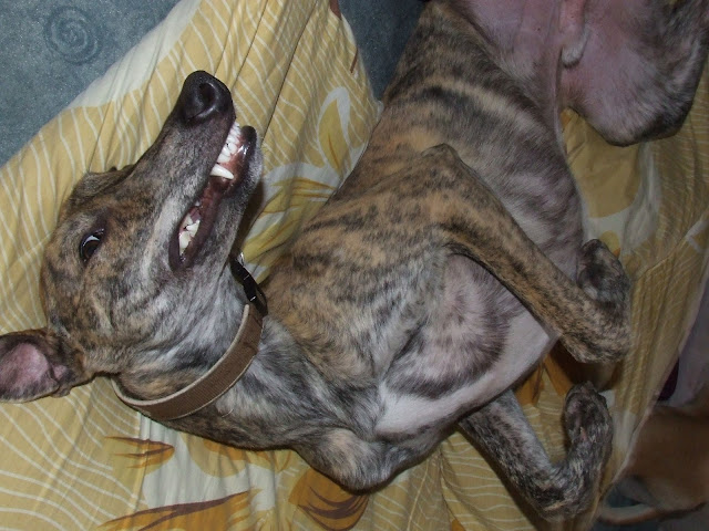 DSCF4557.JPG