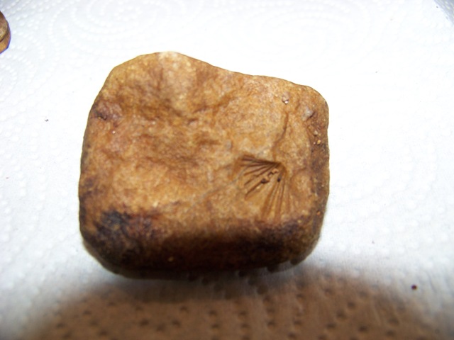 [fossilrock2[2].jpg]