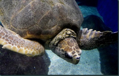 sea turtle (4)