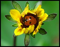 ladybug in flwr0510