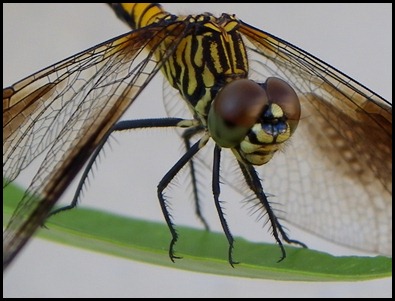 dragonfly eye0710 (2)