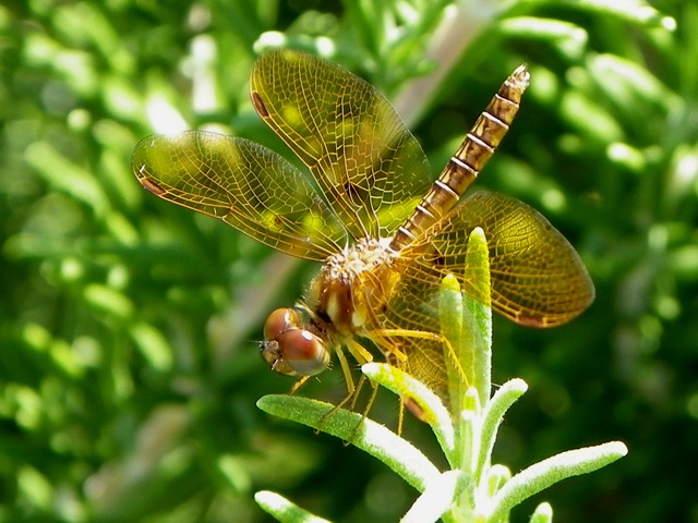 [dragonfly gold0710 (1)[6].jpg]